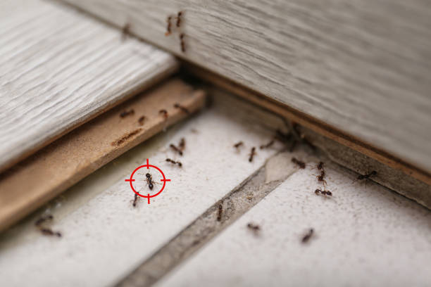 Best Emergency Pest Control  in Meeker, OK