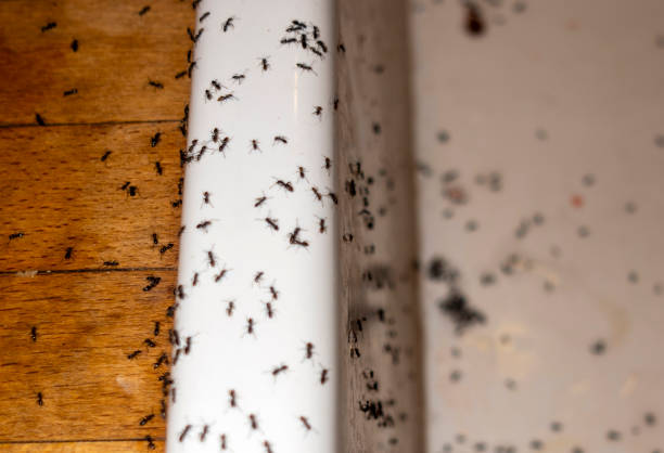 Reliable Meeker, OK Pest Control Solutions