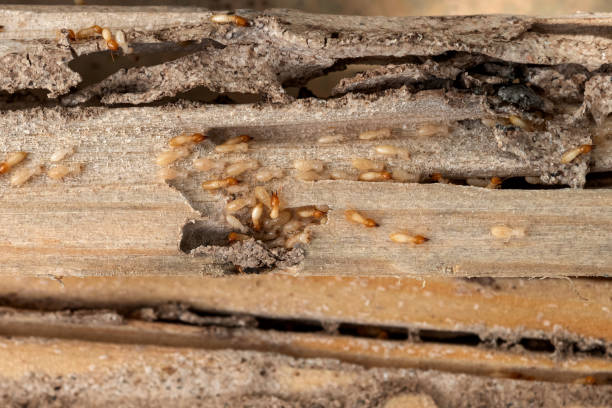Best Residential Pest Control  in Meeker, OK